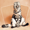 Puzzle di memoria del gatto